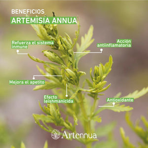 Artennua 90 Capsulas Estimulador Del Sistema Inmunológico
